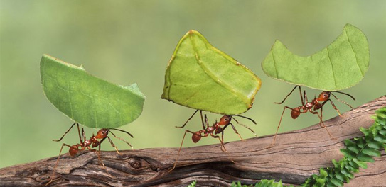 Ants